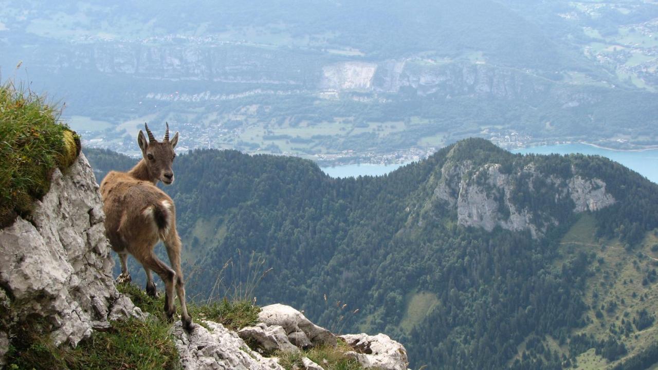 Escale Du Chateau De Promery 1389 Annecy Eksteriør bilde